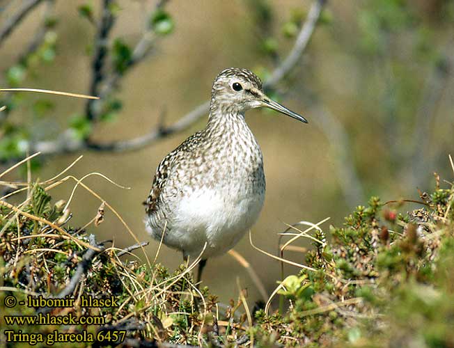 Tringa glareola 6457