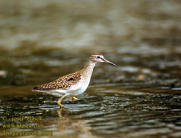 Tringa glareola 8096