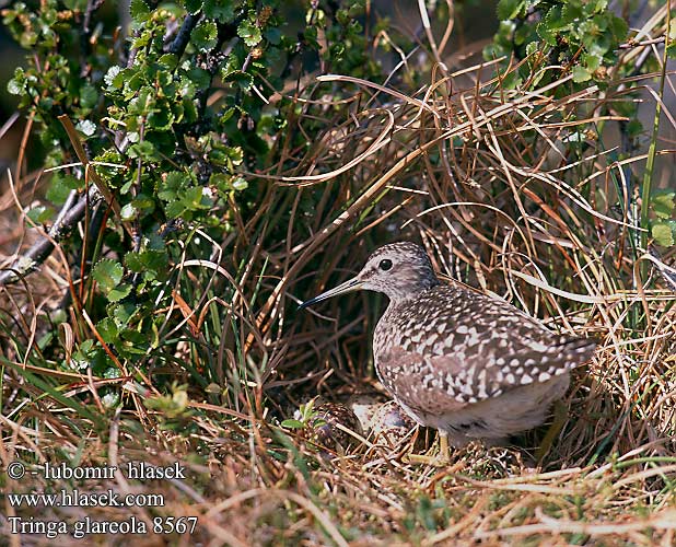 Tringa glareola 8567