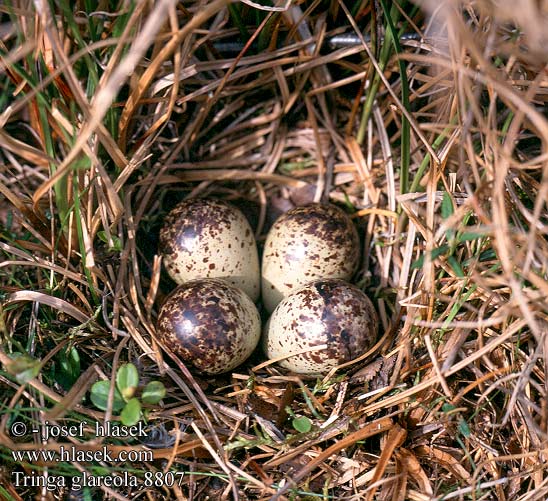 eggs nest Tringa glareola Wood Sandpiper Bruchwasserläufer