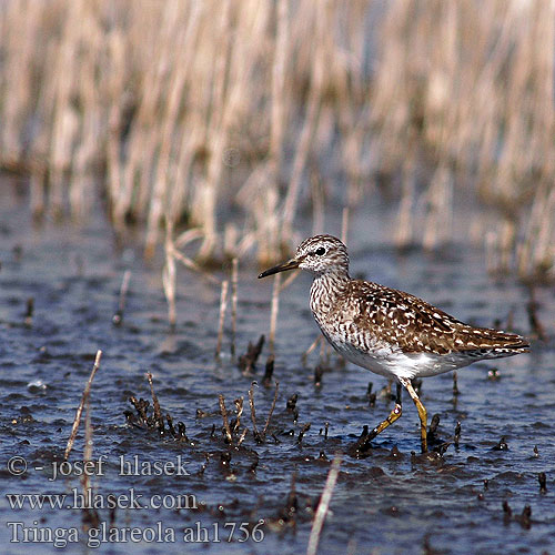 Tringa glareola ah1756