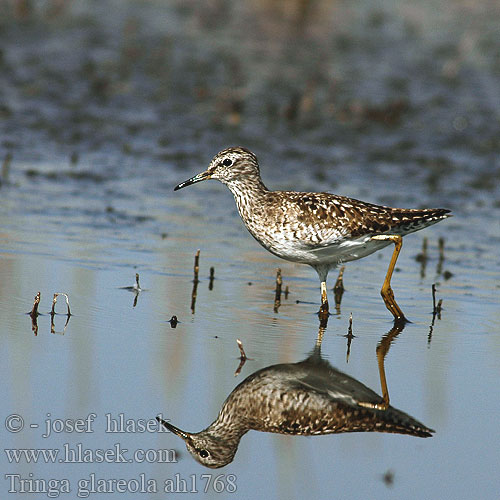 Tringa glareola ah1768