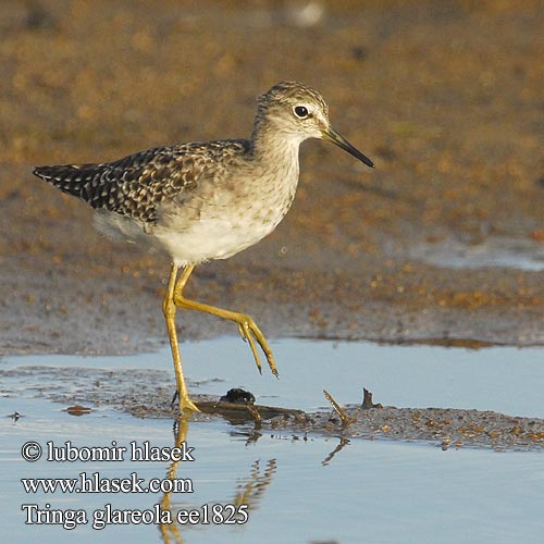 Wood Sandpiper Bruchwasserläufer Chevalier sylvain