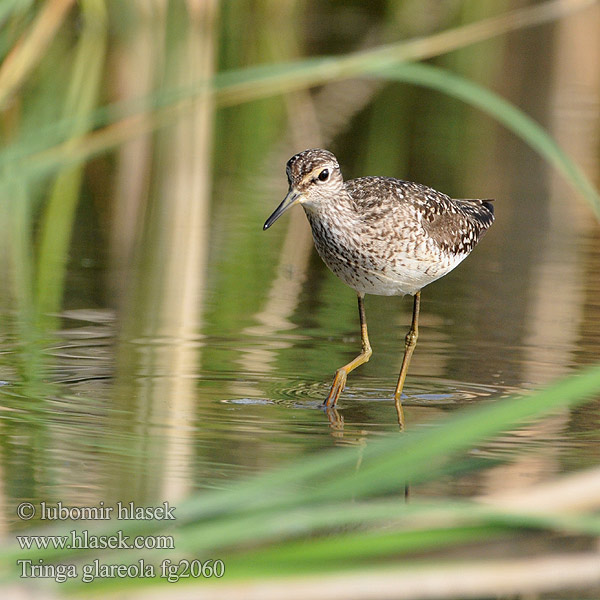 Tringa glareola Wood Sandpiper Bruchwasserläufer