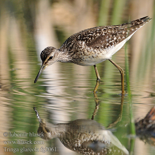 Wood Sandpiper Tringa glareola