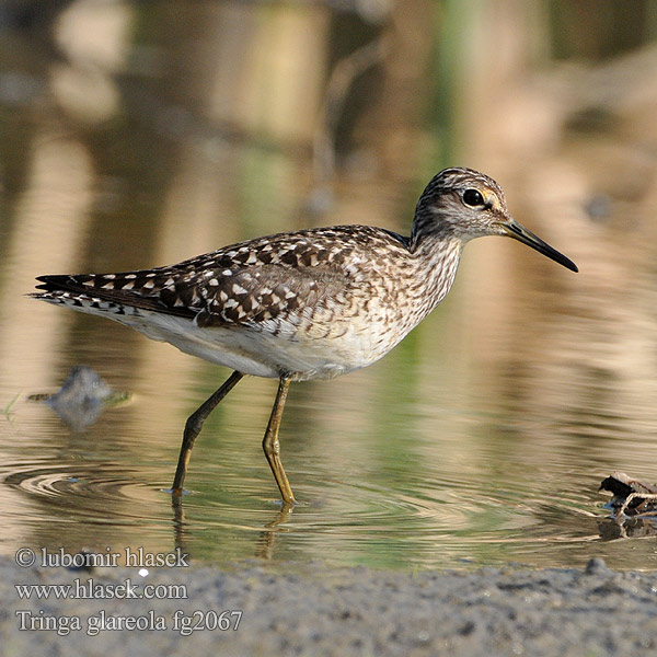 Bruchwasserläufer Wood Sandpiper Tringa glareola