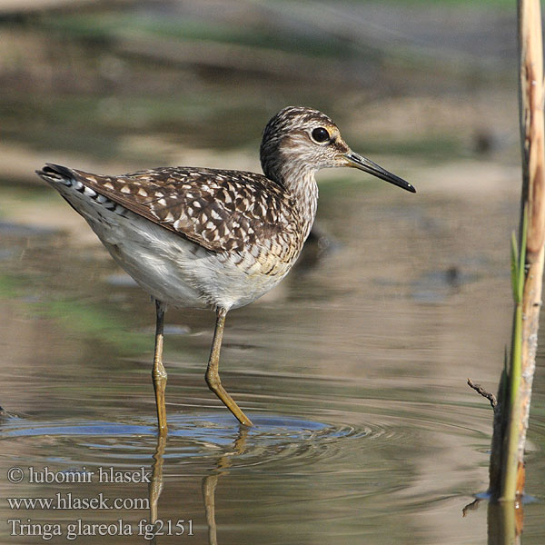 Tringa glareola Bruchwasserläufer
