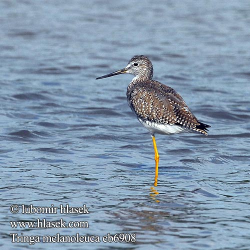 Tringa melanoleuca Greater Yellowlegs Vodouš velký