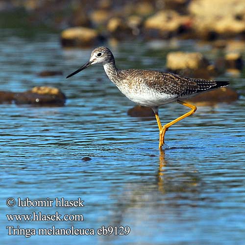 Tringa melanoleuca eb9129