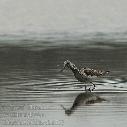 Tringa nebularia Common Greenshank Hvidklire Valkoviklo