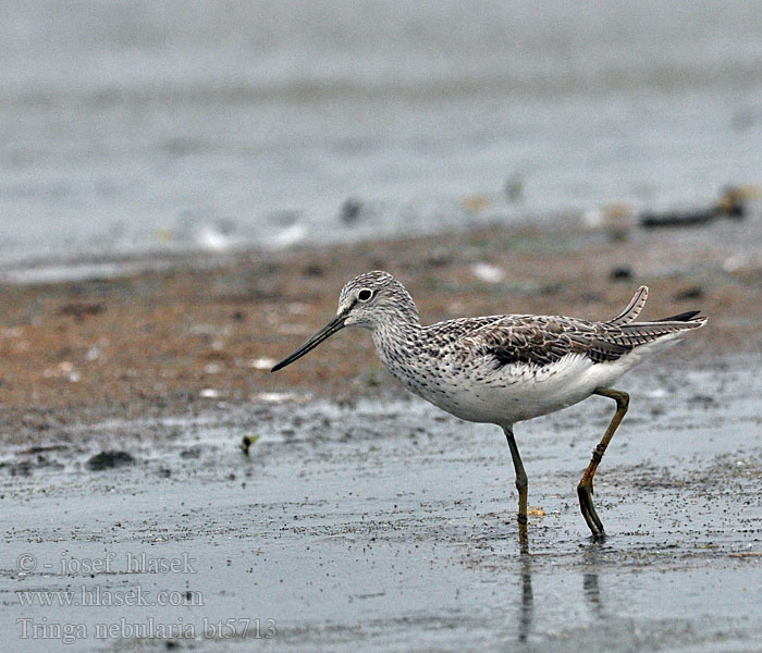 Tringa nebularia Common Greenshank