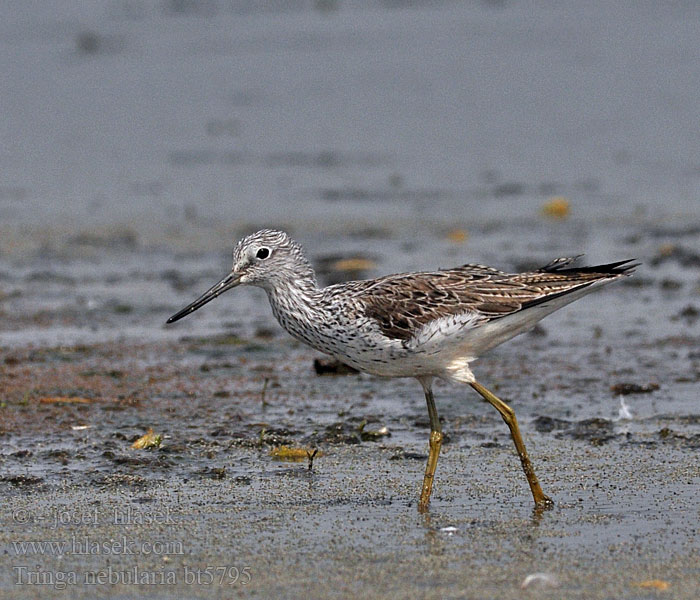 Tringa nebularia Hvidklire