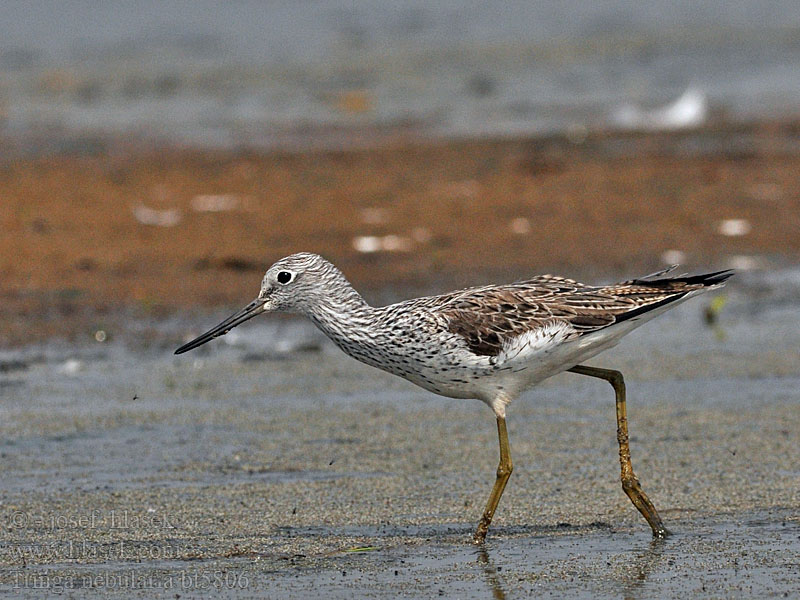 Tringa nebularia Valkoviklo