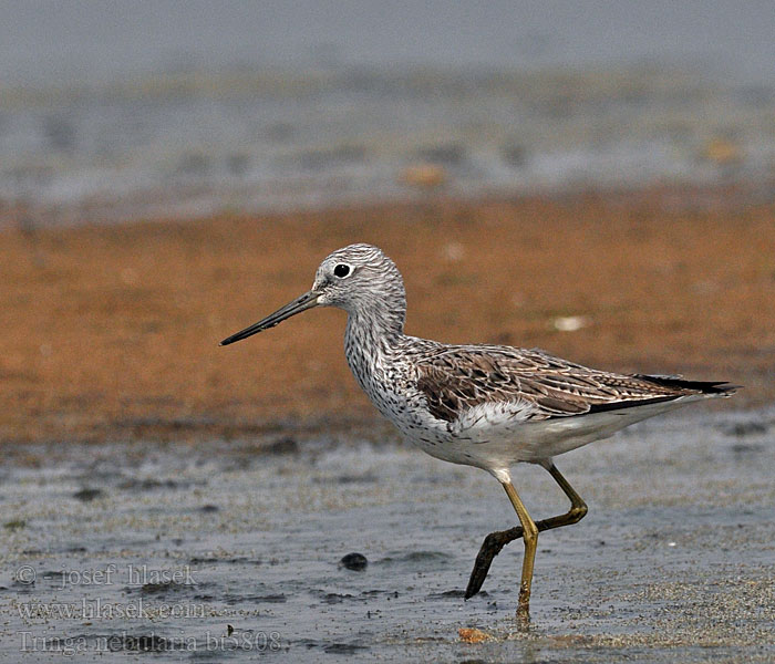 Tringa nebularia Chevalier aboyeur