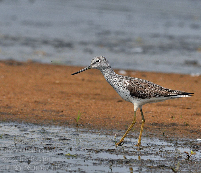 Tringa nebularia Grünschenke