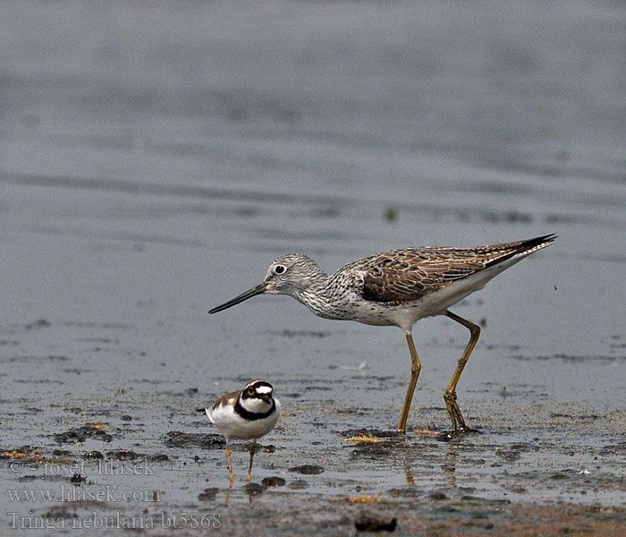 Tringa nebularia Kwokacz