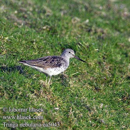 Tringa nebularia Common Greenshank Hvidklire