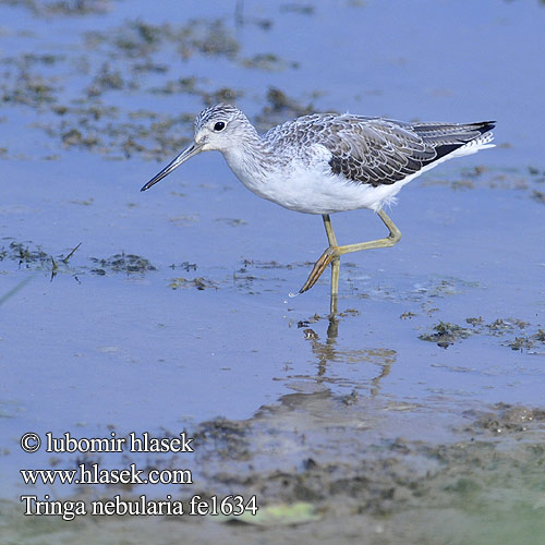 Tringa nebularia fe1634