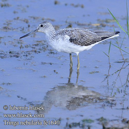 Tringa nebularia fe1640