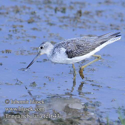 Tringa nebularia fe1643