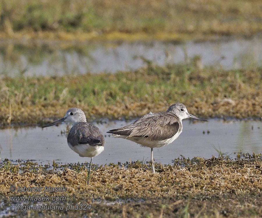 Tringa nebularia