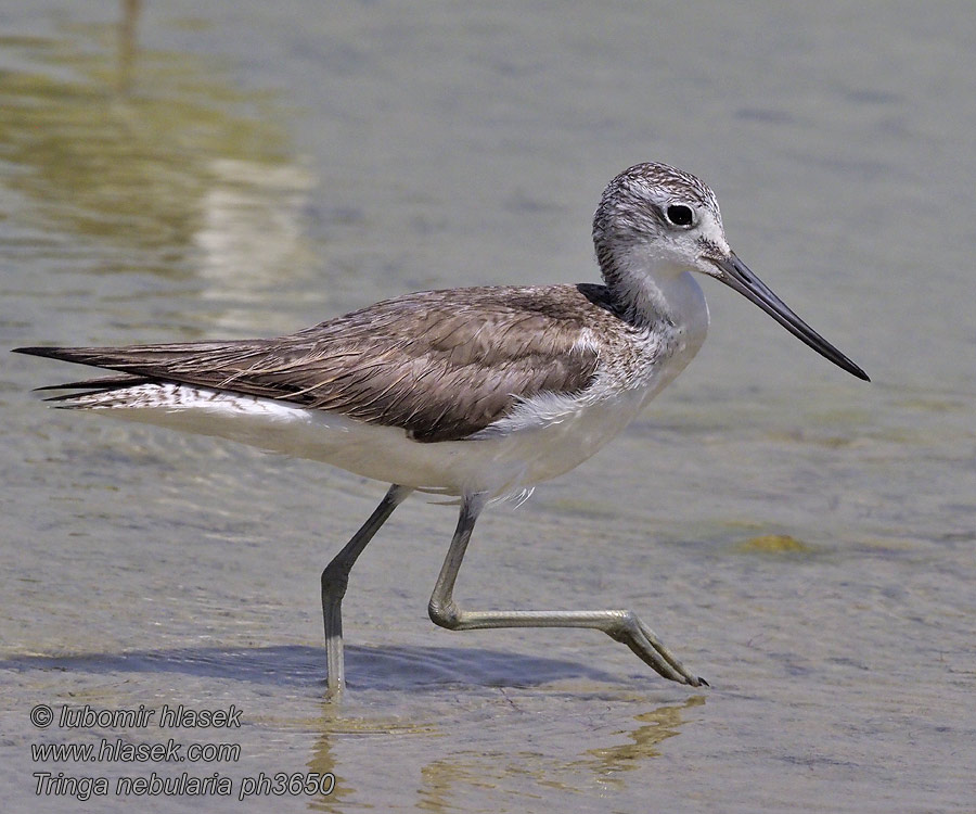 Tringa nebularia