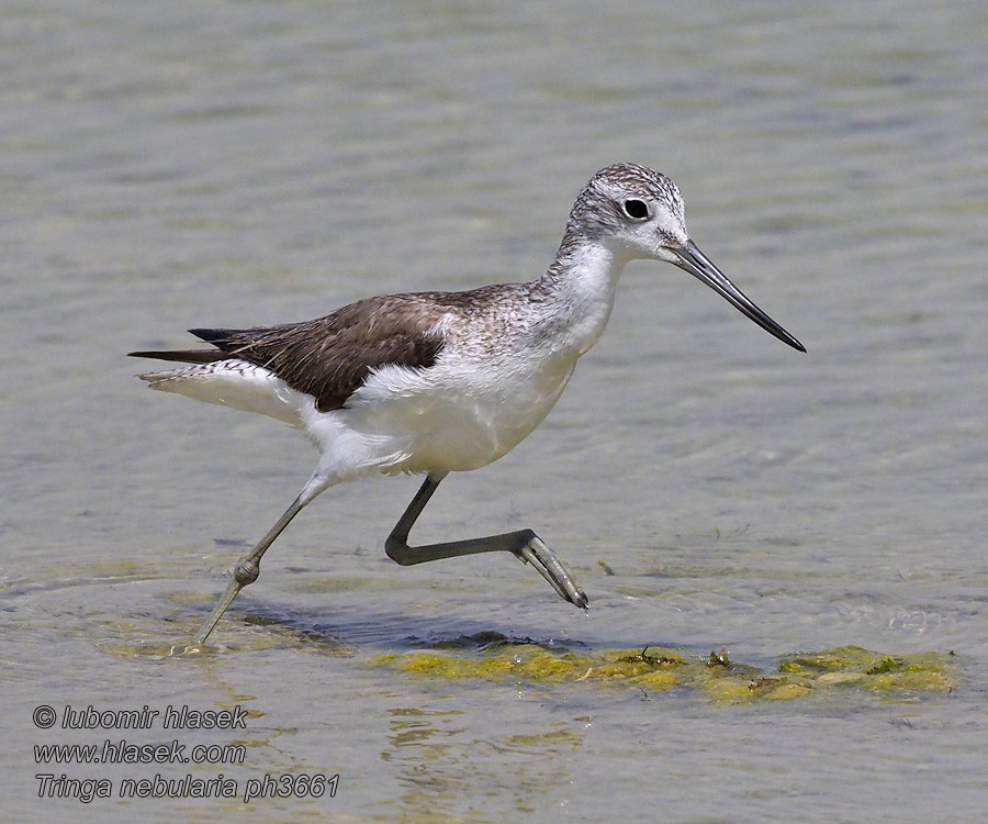 Tringa nebularia