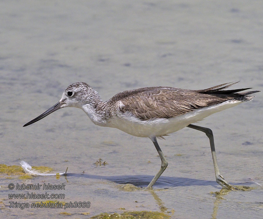 Tringa nebularia