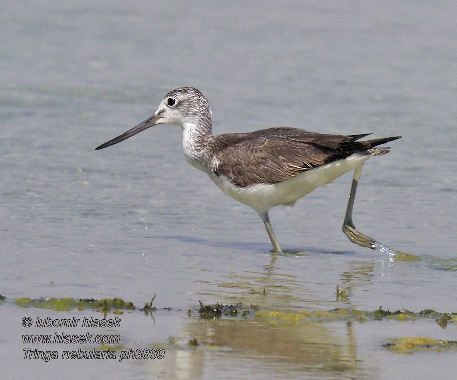 Tringa nebularia