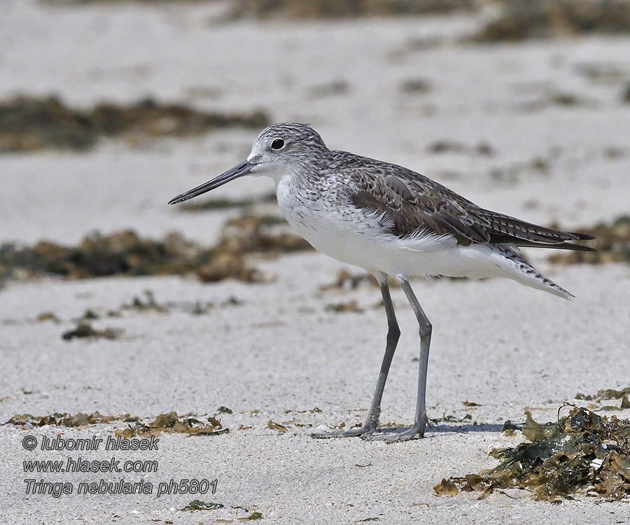 Tringa nebularia