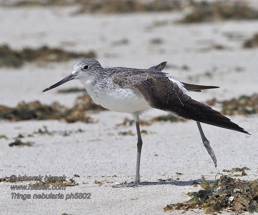 Tringa nebularia