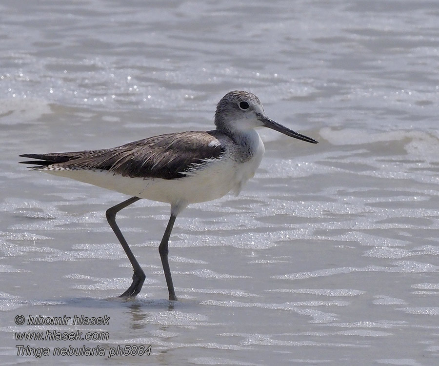 Tringa nebularia