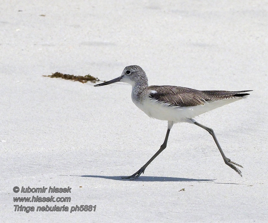 Tringa nebularia