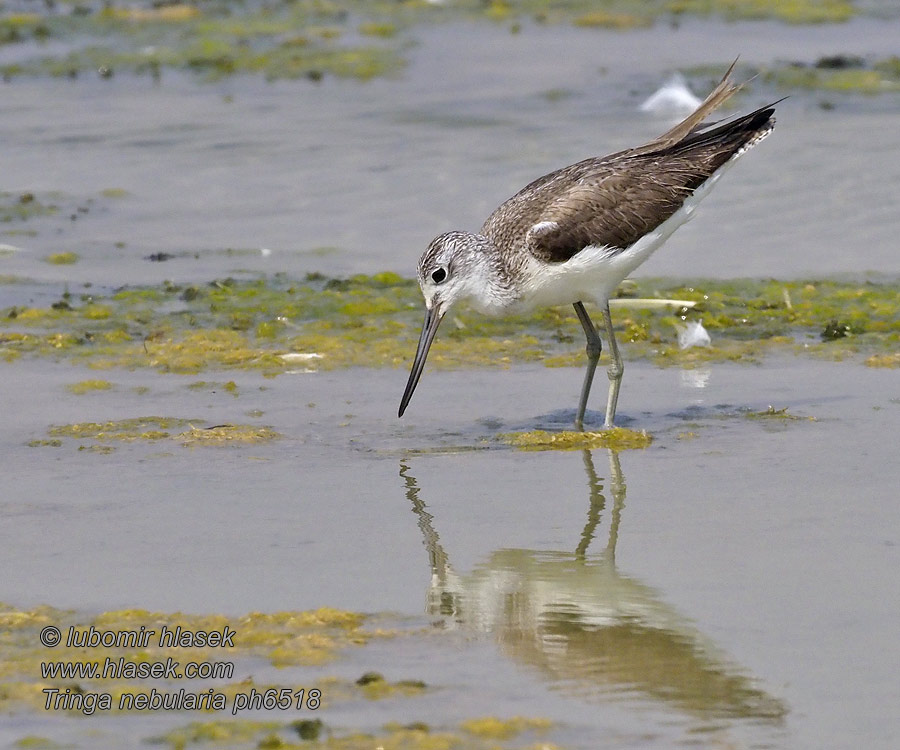 Tringa nebularia