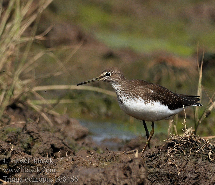 Tringa ochropus Waldwasserläufer Brodziec samotny Vodouš kropenatý