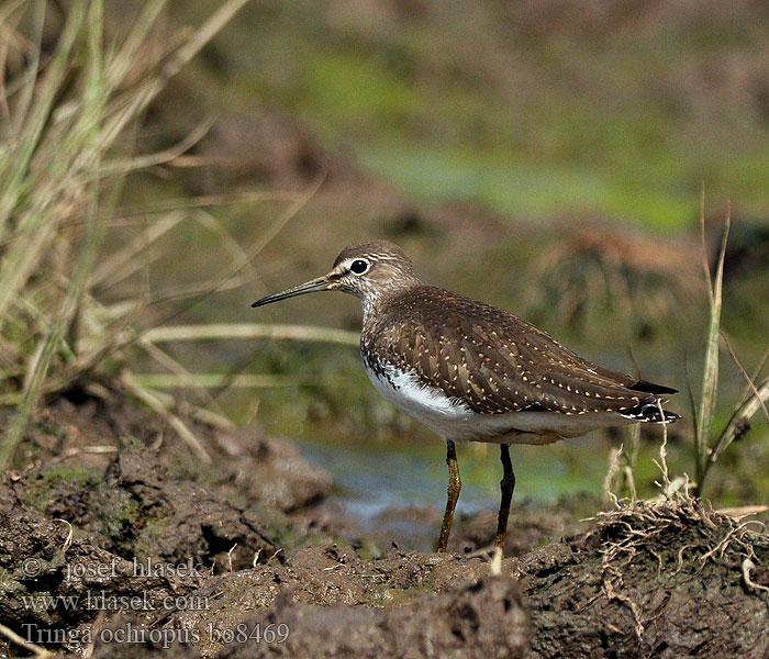 Tringa ochropus Waldwasserläufer Brodziec samotny Vodouš kropenatý