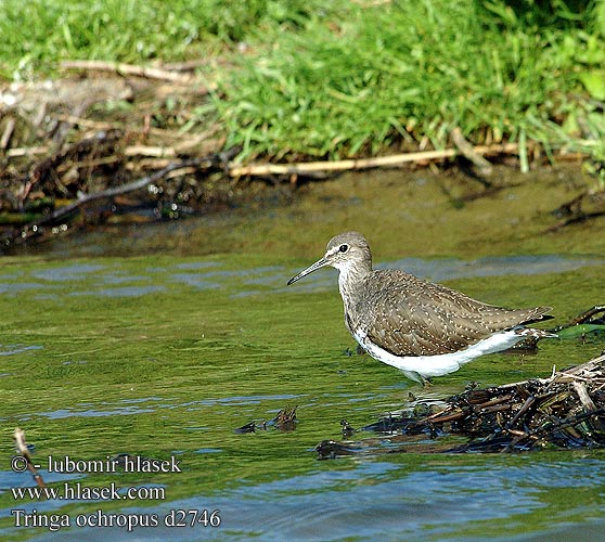 Tringa ochropus Green Sandpiper Svaleklire