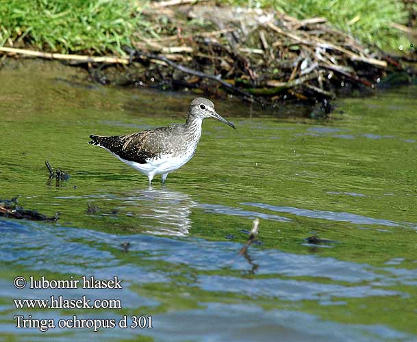 Tringa ochropus Green Sandpiper Svaleklire Metsäviklo