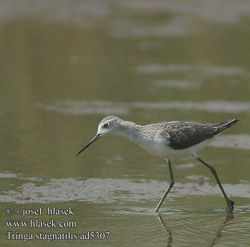 Tringa stagnatilis Marsh Sandpiper Teichwasserlaufer