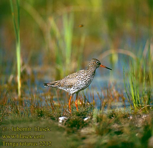 Tringa totanus Redshank Rotschenkel Chevalier gambette