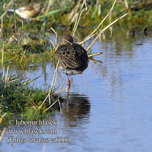 Tringa totanus ea6060