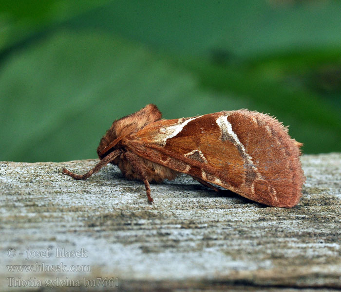 Triodia sylvina Hepialus sylvinus Hrotnokřídlec salátový