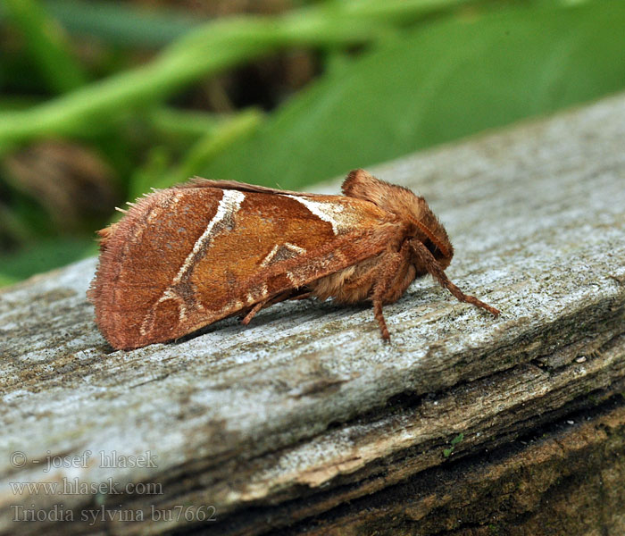 Triodia sylvina Ampfer-Wurzelbohrer Orange Swift