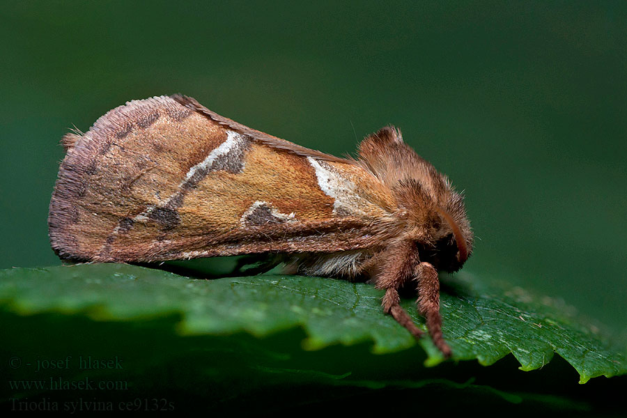 Triodia sylvina Hrotokrídlovec šalátový Тонкопряд лесной