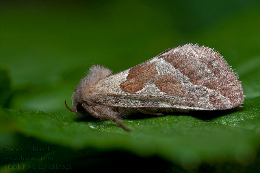 Triodia sylvina