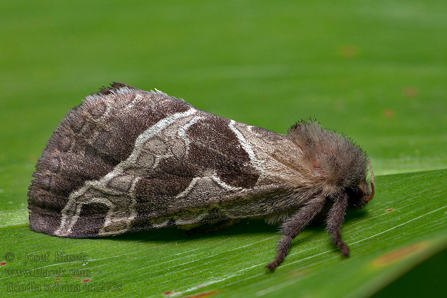 Triodia sylvina Hepialus sylvinus Hrotnokřídlec salátový