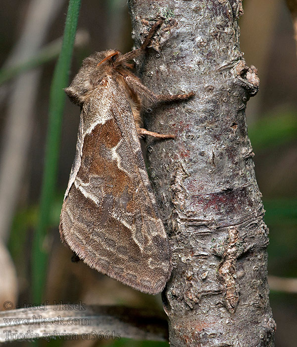 Ampfer-Wurzelbohrer Triodia sylvina