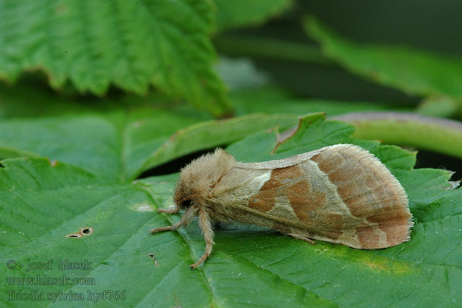 Triodia sylvina