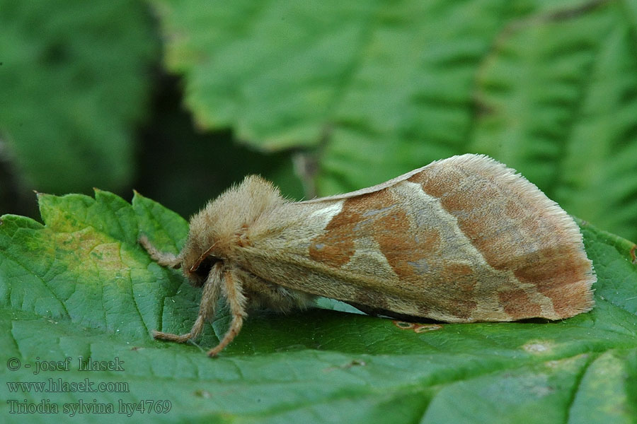 Triodia sylvina