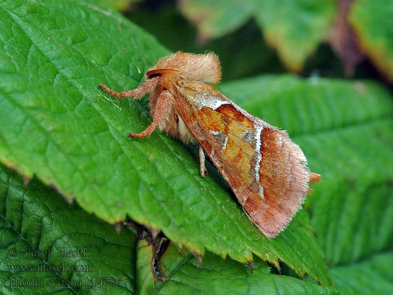 Triodia sylvina